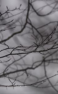 Preview wallpaper branches, drops, bw