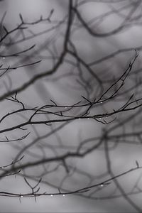 Preview wallpaper branches, drops, bw