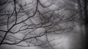 Preview wallpaper branches, drops, bw
