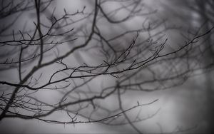 Preview wallpaper branches, drops, bw