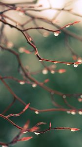 Preview wallpaper branches, drops, dew, light