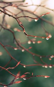 Preview wallpaper branches, drops, dew, light
