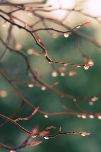 Preview wallpaper branches, drops, dew, light