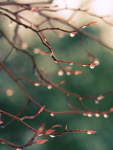 Preview wallpaper branches, drops, dew, light