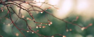 Preview wallpaper branches, drops, dew, light