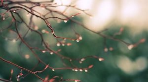 Preview wallpaper branches, drops, dew, light