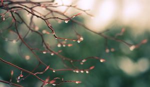 Preview wallpaper branches, drops, dew, light