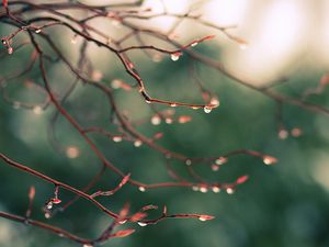 Preview wallpaper branches, drops, dew, light