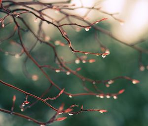 Preview wallpaper branches, drops, dew, light