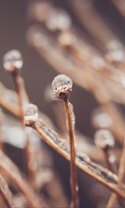 Preview wallpaper branches, drops, ice, macro