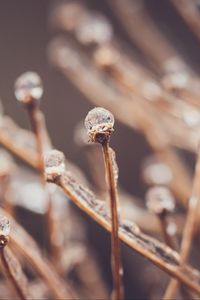 Preview wallpaper branches, drops, ice, macro