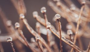 Preview wallpaper branches, drops, ice, macro