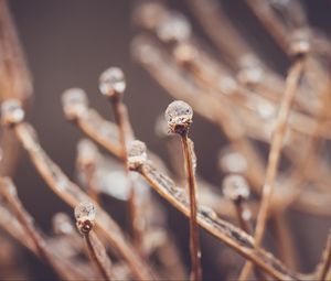 Preview wallpaper branches, drops, ice, macro