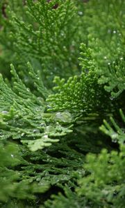 Preview wallpaper branches, drops, macro, green