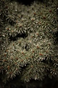 Preview wallpaper branches, drops, needles, macro, green, wet