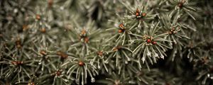 Preview wallpaper branches, drops, needles, macro, green, wet