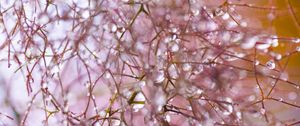 Preview wallpaper branches, drops, tree, macro, blur
