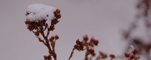 Preview wallpaper branches, dry, snow, winter, macro