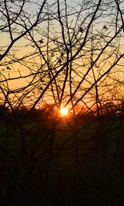 Preview wallpaper branches, evening, sunset, sun, bushes