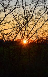 Preview wallpaper branches, evening, sunset, sun, bushes