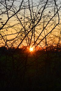 Preview wallpaper branches, evening, sunset, sun, bushes