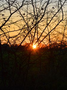 Preview wallpaper branches, evening, sunset, sun, bushes