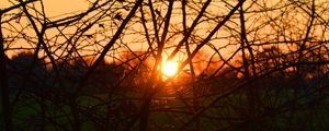 Preview wallpaper branches, evening, sunset, sun, bushes