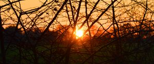 Preview wallpaper branches, evening, sunset, sun, bushes