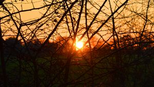 Preview wallpaper branches, evening, sunset, sun, bushes