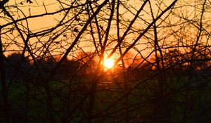 Preview wallpaper branches, evening, sunset, sun, bushes