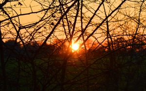 Preview wallpaper branches, evening, sunset, sun, bushes