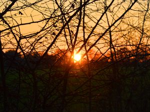 Preview wallpaper branches, evening, sunset, sun, bushes