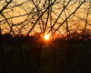 Preview wallpaper branches, evening, sunset, sun, bushes