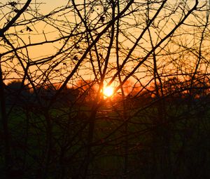 Preview wallpaper branches, evening, sunset, sun, bushes