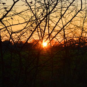 Preview wallpaper branches, evening, sunset, sun, bushes