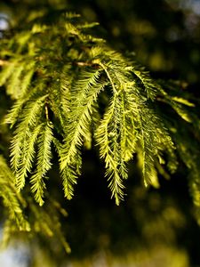 Preview wallpaper branches, fir-tree, coniferous, green, degradation