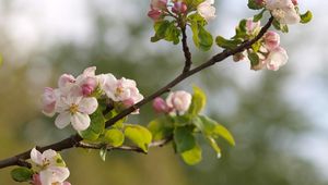 Preview wallpaper branches, flowering, plant