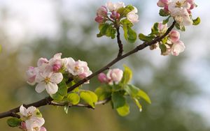 Preview wallpaper branches, flowering, plant