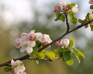 Preview wallpaper branches, flowering, plant