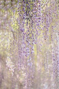 Preview wallpaper branches, flowers, bloom, purple