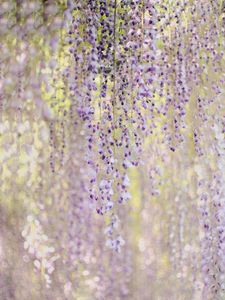 Preview wallpaper branches, flowers, bloom, purple