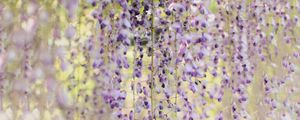Preview wallpaper branches, flowers, bloom, purple