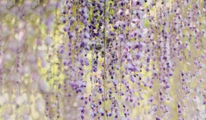 Preview wallpaper branches, flowers, bloom, purple