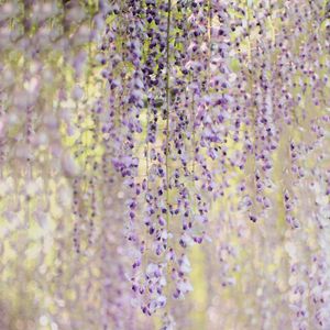 Preview wallpaper branches, flowers, bloom, purple