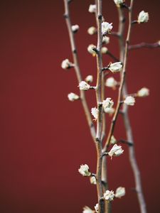 Preview wallpaper branches, flowers, buds, macro