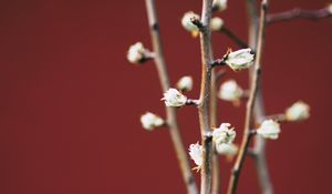 Preview wallpaper branches, flowers, buds, macro