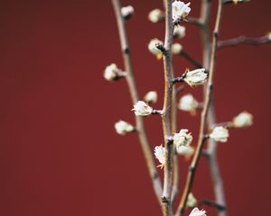 Preview wallpaper branches, flowers, buds, macro