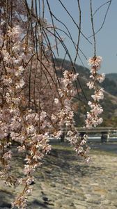 Preview wallpaper branches, flowers, coast, river