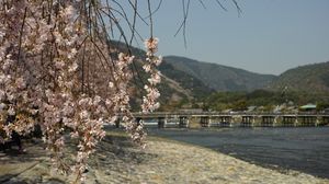 Preview wallpaper branches, flowers, coast, river