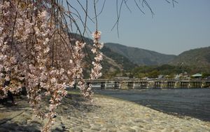 Preview wallpaper branches, flowers, coast, river